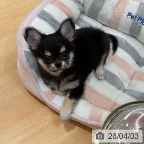 石川県のチワワ(ロング) (ペットプラス 新小松店/2026年1月29日生まれ/男の子/ブラックタン)の子犬の3枚目の画像