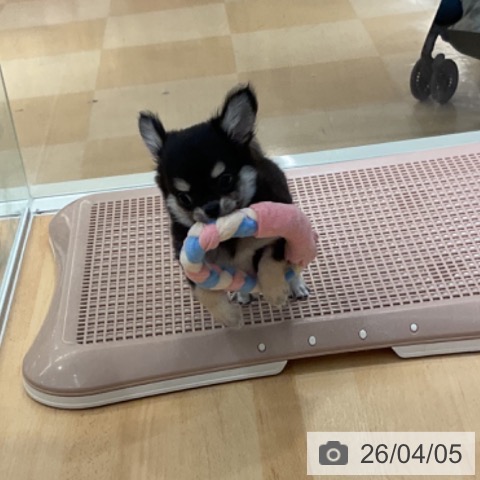 石川県のチワワ(ロング) (ペットプラス 新小松店/2026年1月29日生まれ/男の子/ブラックタン)の子犬の3枚目の画像