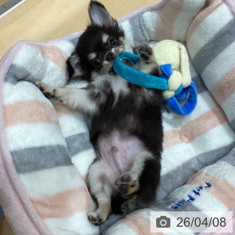 石川県のチワワ(ロング) (ペットプラス 新小松店/2026年1月29日生まれ/男の子/ブラックタン)の子犬の3枚目の画像