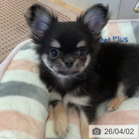 三重県のチワワ(ロング) (ペットプラス 東員店/2026年1月29日生まれ/男の子/ブラックタン)の子犬の4枚目の画像