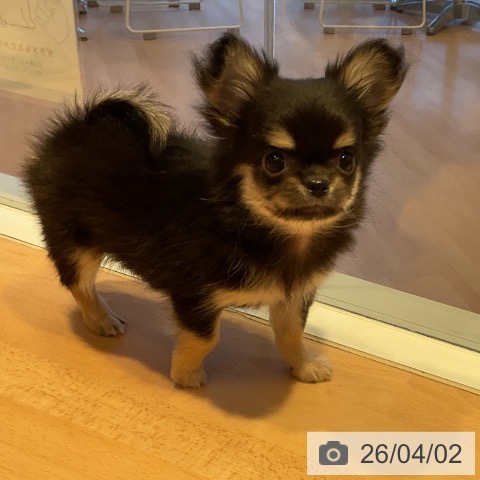 三重県のチワワ(ロング) (ペットプラス 東員店/2026年1月29日生まれ/男の子/ブラックタン)の子犬の3枚目の画像