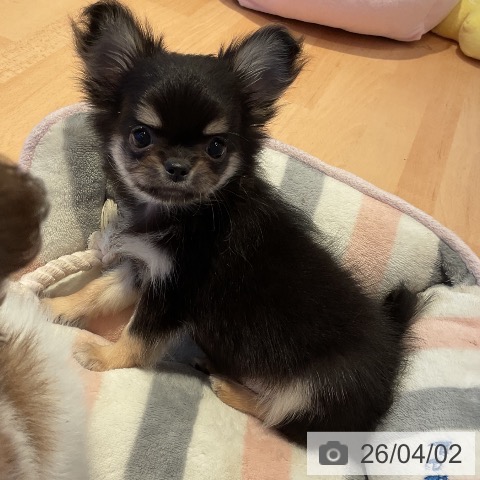 三重県のチワワ(ロング) (ペットプラス 東員店/2026年1月29日生まれ/男の子/ブラックタン)の子犬の3枚目の画像