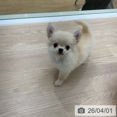 愛知県のチワワ(ロング) (ペットプラス ナゴヤドーム前店/2026年1月29日生まれ/男の子/クリーム)の子犬の4枚目の画像