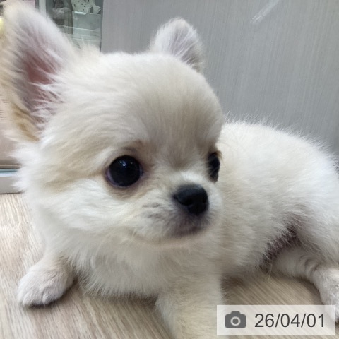 愛知県のチワワ(ロング) (ペットプラス ナゴヤドーム前店/2026年1月29日生まれ/男の子/クリーム)の子犬の3枚目の画像