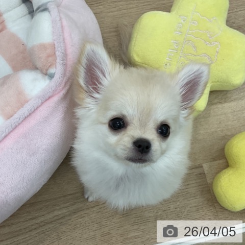 愛知県のチワワ(ロング) (ペットプラス みなと店/2026年1月29日生まれ/女の子/クリーム)の子犬の4枚目の画像