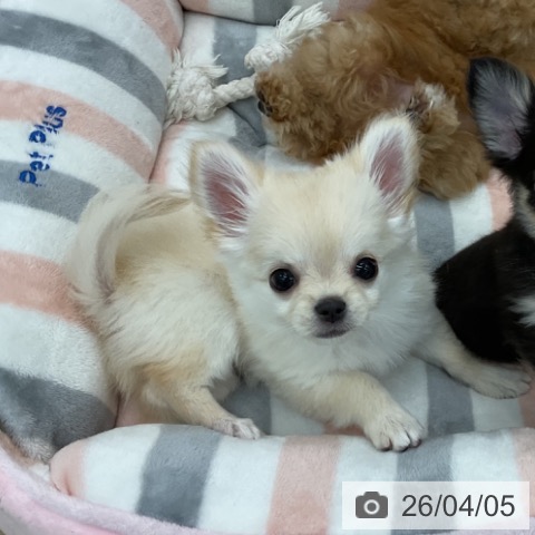 愛知県のチワワ(ロング) (ペットプラス みなと店/2026年1月29日生まれ/女の子/クリーム)の子犬の3枚目の画像