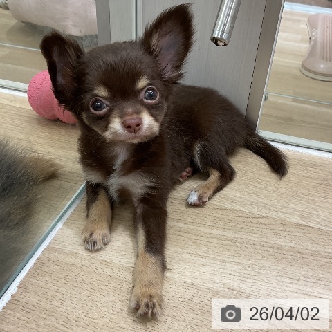 愛知県のチワワ(ロング) (ペットプラス イオンモール豊川店/2026年1月30日生まれ/男の子/チョコレートタン)の子犬の3枚目の画像