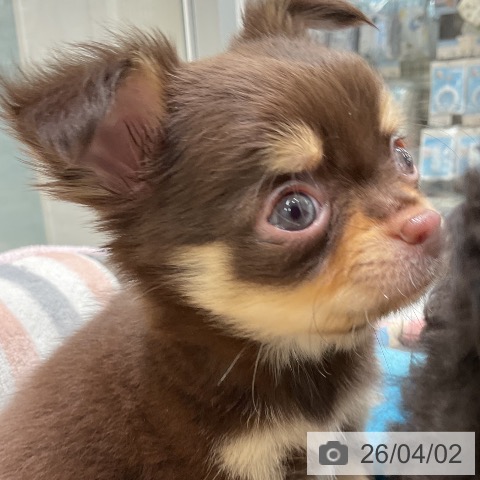 三重県のチワワ(ロング) (ペットプラス 鈴鹿店/2026年1月30日生まれ/男の子/チョコレートタン)の子犬の4枚目の画像