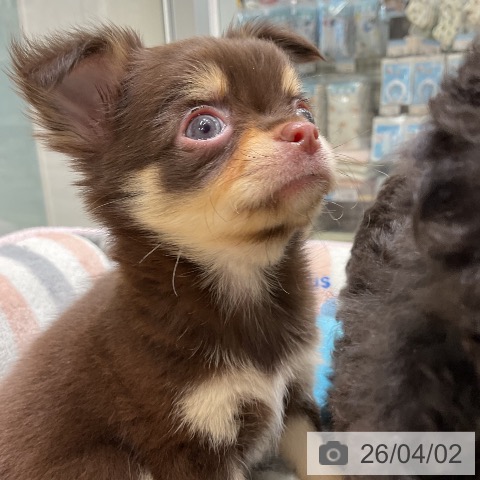 三重県のチワワ(ロング) (ペットプラス 鈴鹿店/2026年1月30日生まれ/男の子/チョコレートタン)の子犬の3枚目の画像