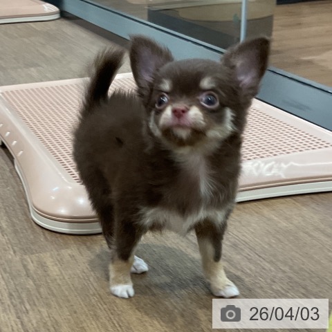 愛知県のチワワ(ロング) (ペッツワン 東海店/2026年1月30日生まれ/女の子/チョコレートタン)の子犬の4枚目の画像