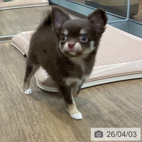 愛知県のチワワ(ロング) (ペッツワン 東海店/2026年1月30日生まれ/女の子/チョコレートタン)の子犬の3枚目の画像