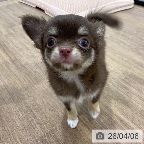 愛知県のチワワ(ロング) (ペッツワン 東海店/2026年1月30日生まれ/女の子/チョコレートタン)の子犬の4枚目の画像