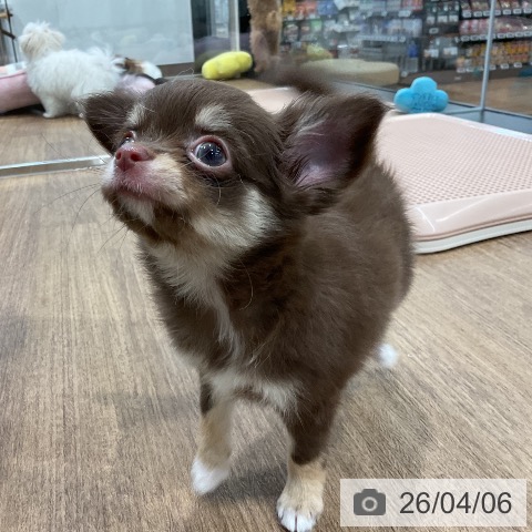 愛知県のチワワ(ロング) (ペッツワン 東海店/2026年1月30日生まれ/女の子/チョコレートタン)の子犬の3枚目の画像