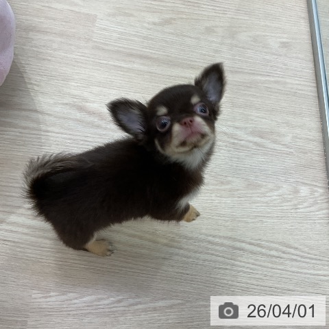 愛知県のチワワ(ロング) (ペットプラス ナゴヤドーム前店/2026年1月30日生まれ/女の子/チョコレートタン)の子犬の4枚目の画像