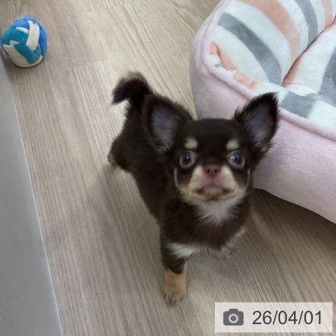 愛知県のチワワ(ロング) (ペットプラス ナゴヤドーム前店/2026年1月30日生まれ/女の子/チョコレートタン)の子犬の3枚目の画像