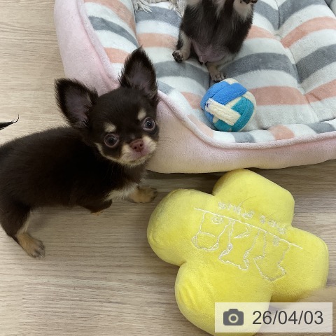 愛知県のチワワ(ロング) (ペットプラス ナゴヤドーム前店/2026年1月30日生まれ/女の子/チョコレートタン)の子犬の3枚目の画像