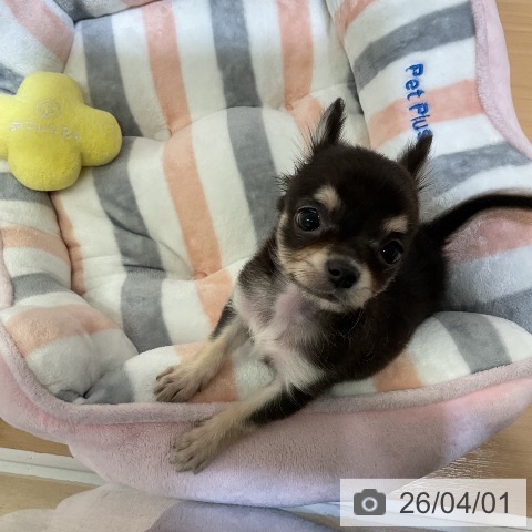 愛知県のチワワ(ロング) (ペットプラス ナゴヤドーム前店/2026年1月25日生まれ/男の子/ブラックタン)の子犬の4枚目の画像