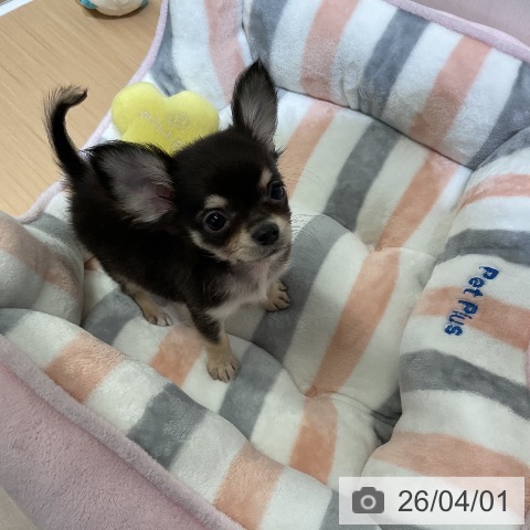 愛知県のチワワ(ロング) (ペットプラス ナゴヤドーム前店/2026年1月25日生まれ/男の子/ブラックタン)の子犬の3枚目の画像