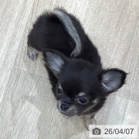 チワワの写真
