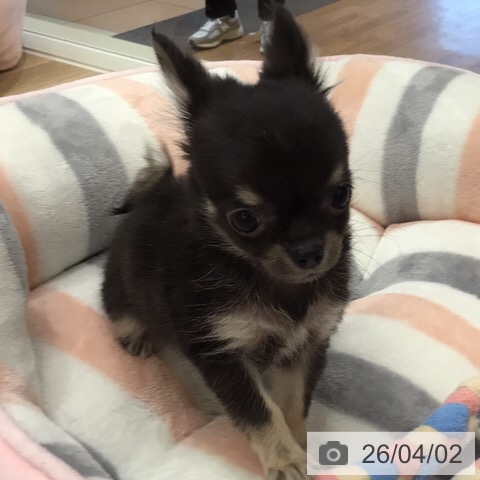 岐阜県のチワワ(ロング) (ペットプラス 各務原店/2026年1月25日生まれ/男の子/ブラックタン)の子犬の4枚目の画像