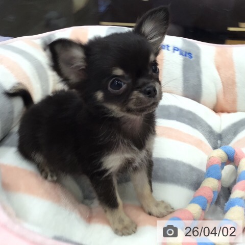 岐阜県のチワワ(ロング) (ペットプラス 各務原店/2026年1月25日生まれ/男の子/ブラックタン)の子犬の3枚目の画像