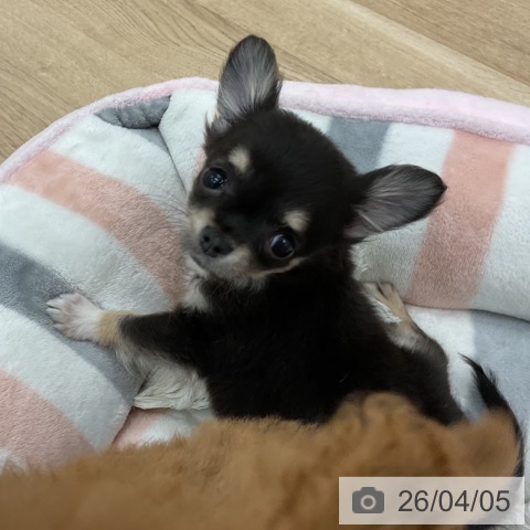 愛知県のチワワ(ロング) (ペットプラス みなと店/2026年1月25日生まれ/女の子/ブラックタンホワイト)の子犬の3枚目の画像