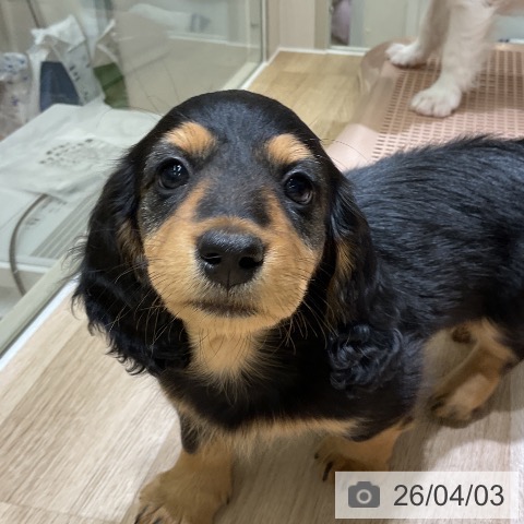 愛知県のミニチュアダックスフンド(ロング) (ペットプラス イオンモール豊川店/2026年1月30日生まれ/男の子/ブラックタン)の子犬の4枚目の画像