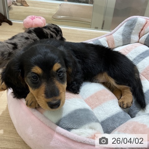 愛知県のミニチュアダックスフンド(ロング) (ペットプラス イオンモール豊川店/2026年1月30日生まれ/男の子/ブラックタン)の子犬の3枚目の画像