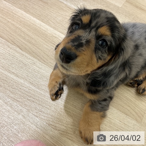 愛知県のミニチュアダックスフンド(ロング) (ペットプラス イオンモール豊川店/2026年1月30日生まれ/女の子/シルバーダップル)の子犬の3枚目の画像