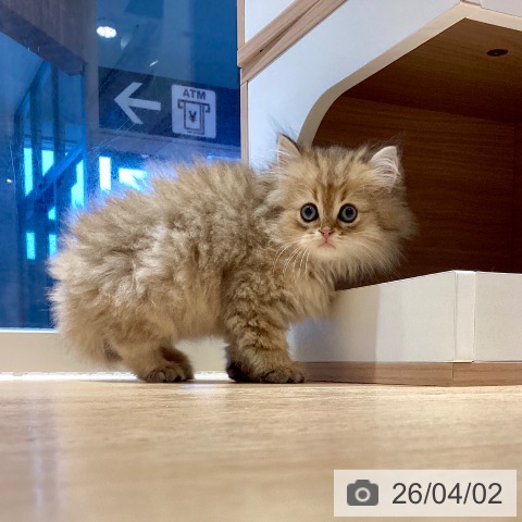 スコティッシュフォールドの写真