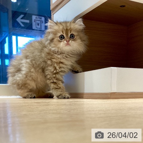 スコティッシュフォールドの写真