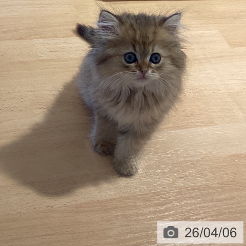 鹿児島県のスコティッシュフォールド (ペットプラス 姶良店/2026年1月23日生まれ/男の子/ブラウンタビー)の子猫の3枚目の画像