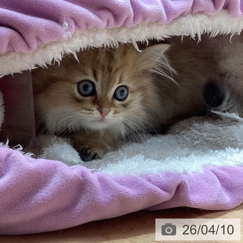 鹿児島県のスコティッシュフォールド (ペットプラス 姶良店/2026年1月23日生まれ/男の子/ブラウンタビー)の子猫の4枚目の画像