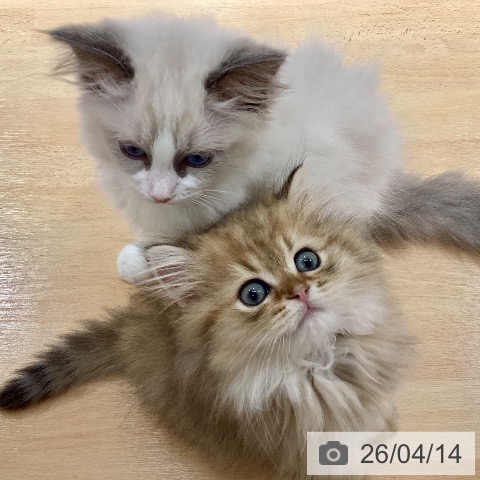 鹿児島県のスコティッシュフォールド (ペットプラス 姶良店/2026年1月23日生まれ/男の子/ブラウンタビー)の子猫の3枚目の画像