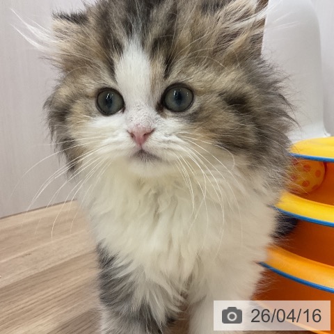 愛知県のスコティッシュフォールド (ペットプラス 岡崎店/2026年1月23日生まれ/男の子/ブラウンタビーホワイト)の子猫の4枚目の画像