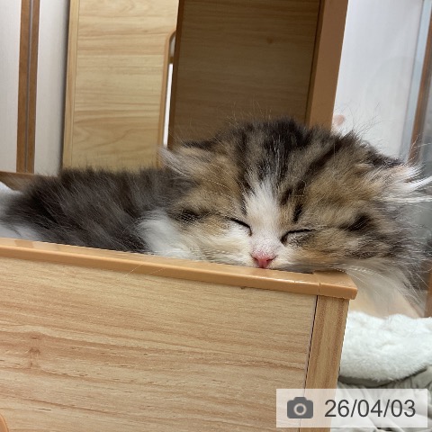 愛知県のスコティッシュフォールド (ペットプラス 岡崎店/2026年1月23日生まれ/男の子/ブラウンタビーホワイト)の子猫の3枚目の画像