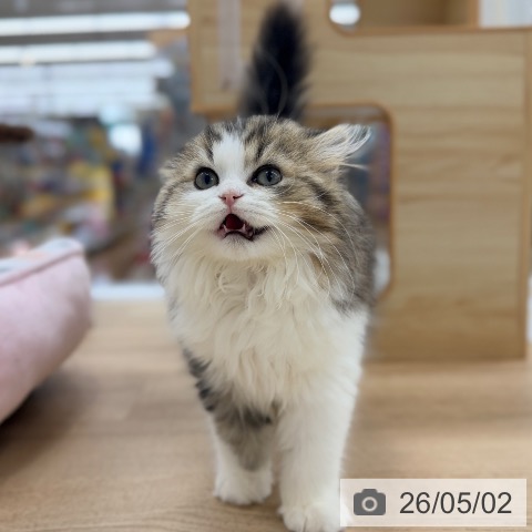 愛知県のスコティッシュフォールド (ペットプラス 豊橋牧野店/2026年1月23日生まれ/男の子/ブラウンタビーホワイト)の子猫の4枚目の画像