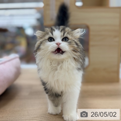 愛知県のスコティッシュフォールド (ペットプラス 豊橋牧野店/2026年1月23日生まれ/男の子/ブラウンタビーホワイト)の子猫の3枚目の画像