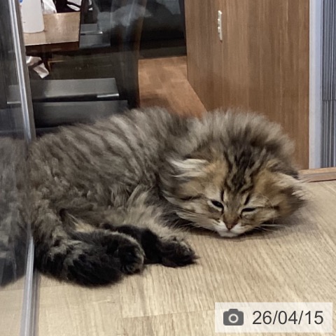 スコティッシュフォールドの写真