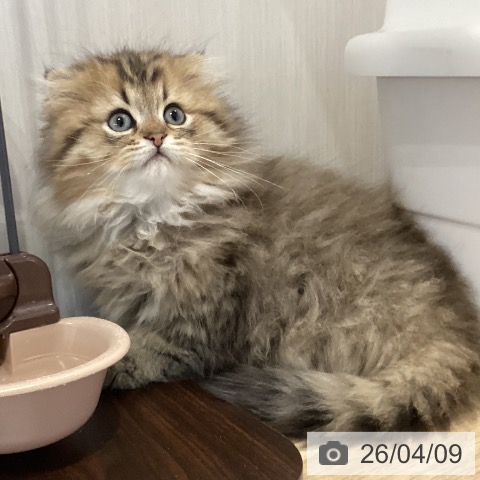 岐阜県のスコティッシュフォールド (ペットプラス 各務原店/2026年1月23日生まれ/男の子/ブラウンタビー)の子猫の4枚目の画像