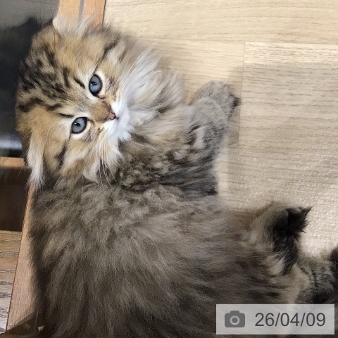 岐阜県のスコティッシュフォールド (ペットプラス 各務原店/2026年1月23日生まれ/男の子/ブラウンタビー)の子猫の3枚目の画像