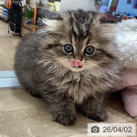 愛知県のスコティッシュフォールド (ペットプラス ナゴヤドーム前店/2026年1月23日生まれ/男の子/ブラウンタビー)の子猫の4枚目の画像