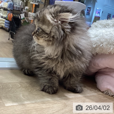 愛知県のスコティッシュフォールド (ペットプラス ナゴヤドーム前店/2026年1月23日生まれ/男の子/ブラウンタビー)の子猫の3枚目の画像