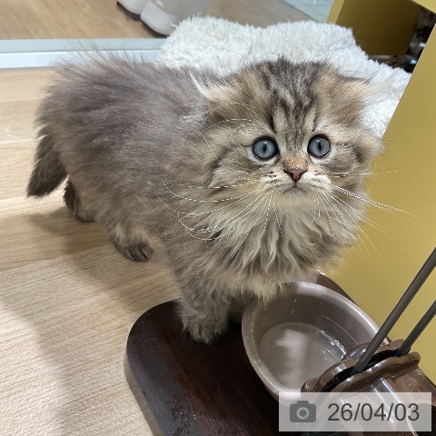 愛知県のスコティッシュフォールド (ペットプラス ナゴヤドーム前店/2026年1月23日生まれ/男の子/ブラウンタビー)の子猫の4枚目の画像