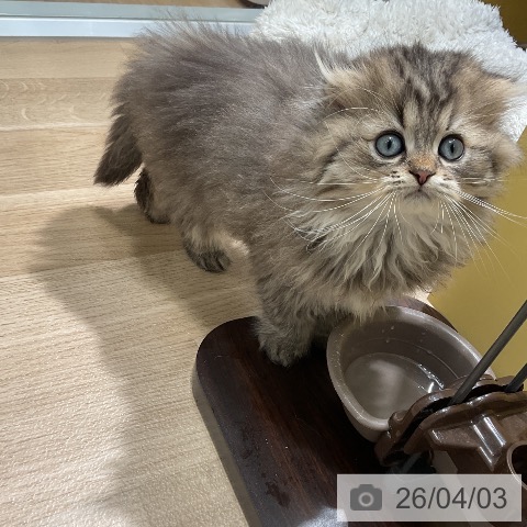 愛知県のスコティッシュフォールド (ペットプラス ナゴヤドーム前店/2026年1月23日生まれ/男の子/ブラウンタビー)の子猫の3枚目の画像