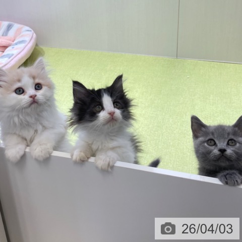 ノルウェージャンフォレストキャットの写真