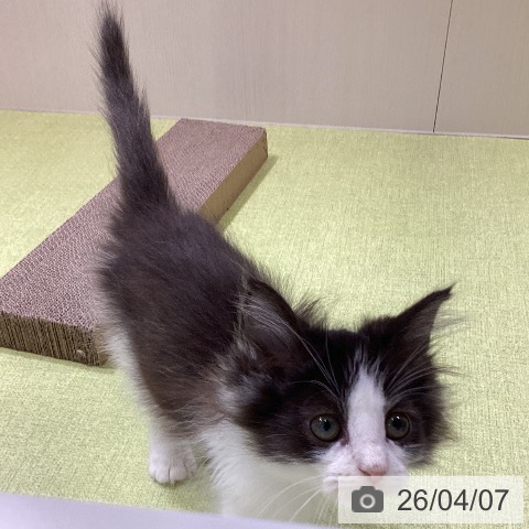 富山県のノルウェージャンフォレストキャット (ペットプラス 高岡店/2026年1月22日生まれ/女の子/ブラックホワイト)の子猫の3枚目の画像