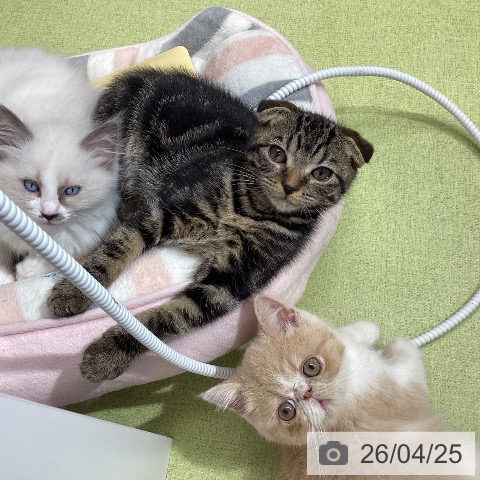 石川県のスコティッシュフォールド (ペットプラス 白山店/2026年1月25日生まれ/男の子/ブラウンタビー)の子猫の3枚目の画像