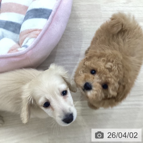 トイ・プードルの写真