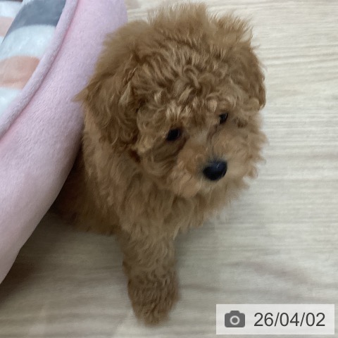 トイ・プードルの写真